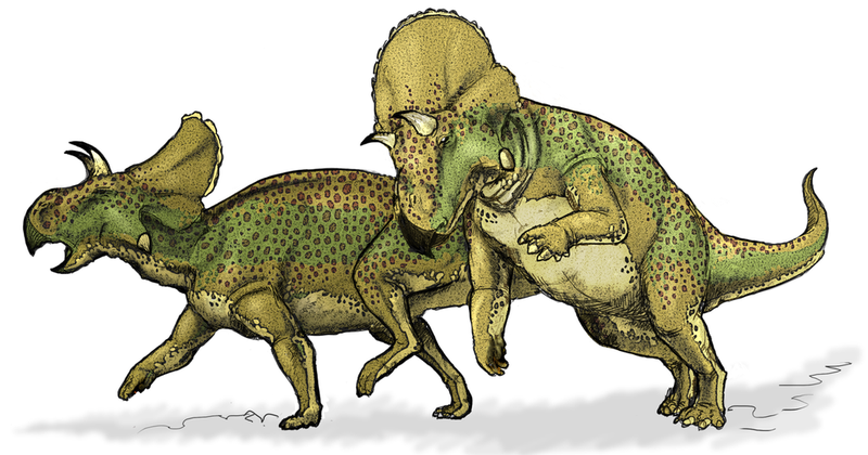 Avaceratops. Wikimedia Commons